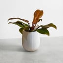 Philodendron Prince of Orange
