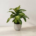 Dieffenbachia