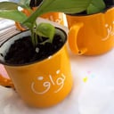 غرسة أكواب ملونة