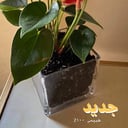 الزنابق الحمراء