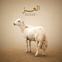 خروف رفيدي