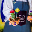 صبارات لوكنفس بالفخار - ثيم العيد 