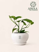 نبتة بوتس