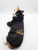 هودي adicat