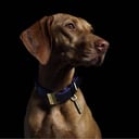 B&P dog collar 
