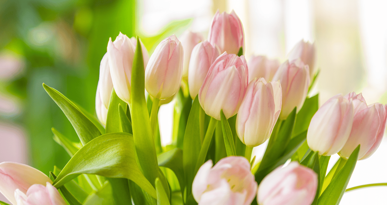 lily-flowers