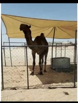 مظلات حلال كوري 95% طبقه واحدة  - 6*6 متر عمود وسط