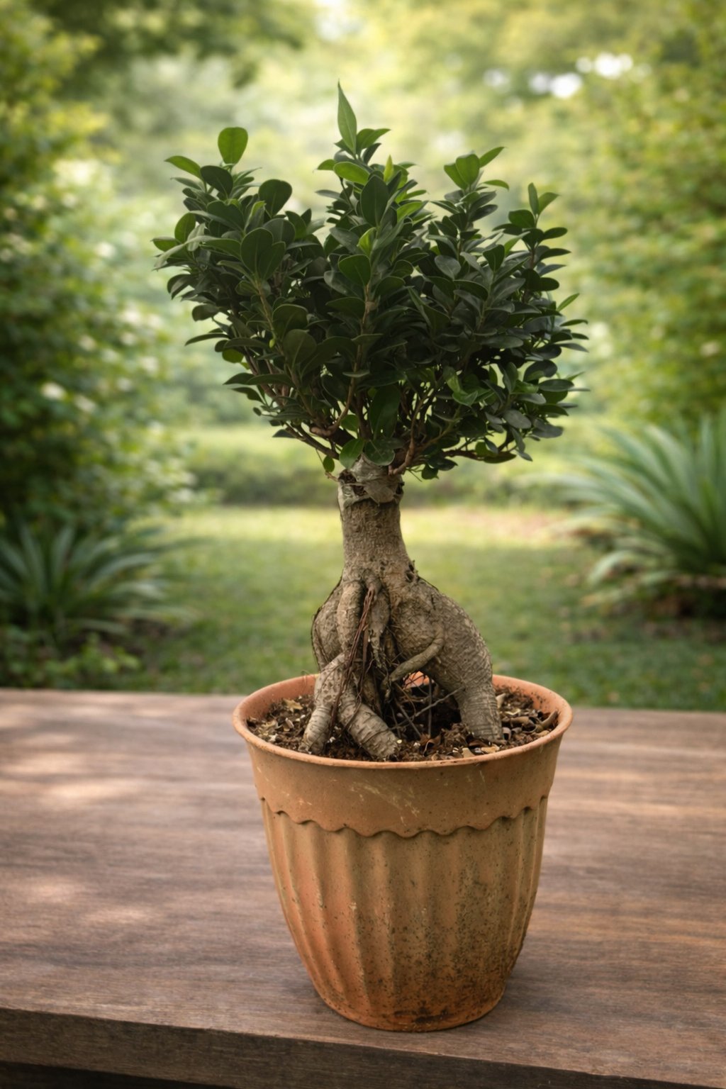 شجرة بونساي فيكس جينسينج (Ficus Ginseng) في مركن بلاستيكي بتصميم ريفي - صورة 2