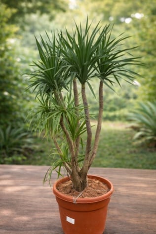 شجرة الدراسينا (Dracaena) متعددة القمم في مركن كلاسيكي. - صورة 1