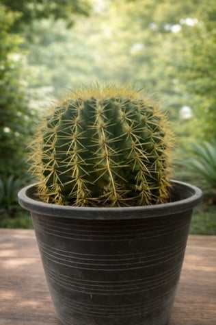 صبار الكرسي الذهبي (Golden Barrel Cactus)  - صورة 1
