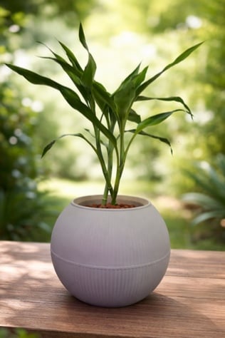 نبات بامبو الحظ (Lucky Bamboo) في أصيص 
