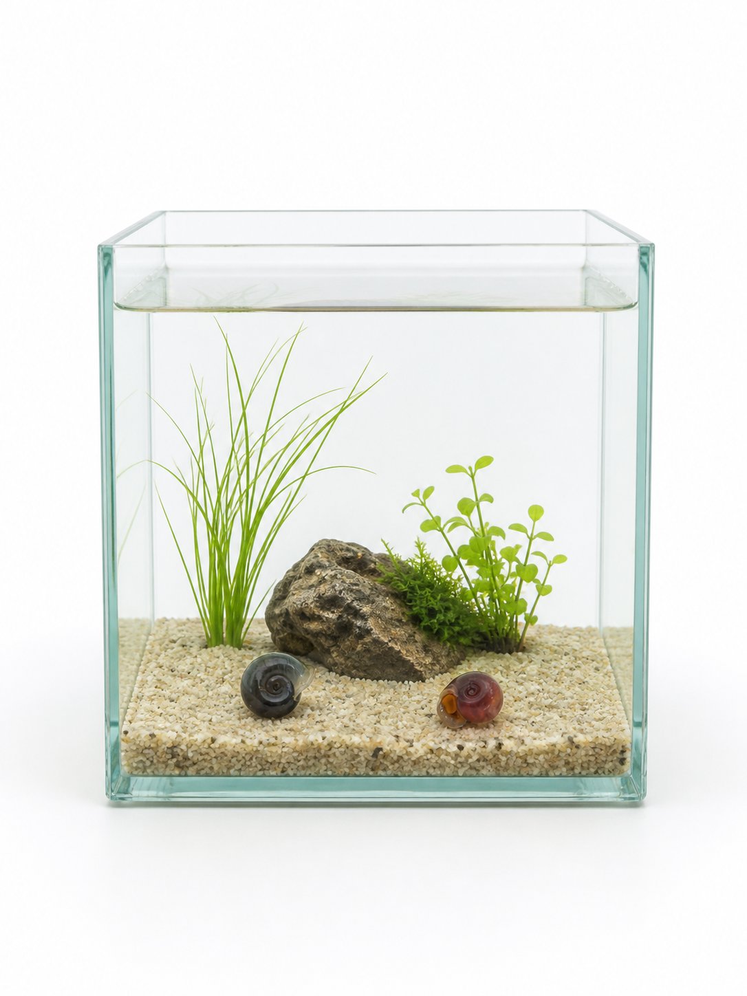 حلزون الرامشورن المائي (Ramshorn Snail) - صورة 1