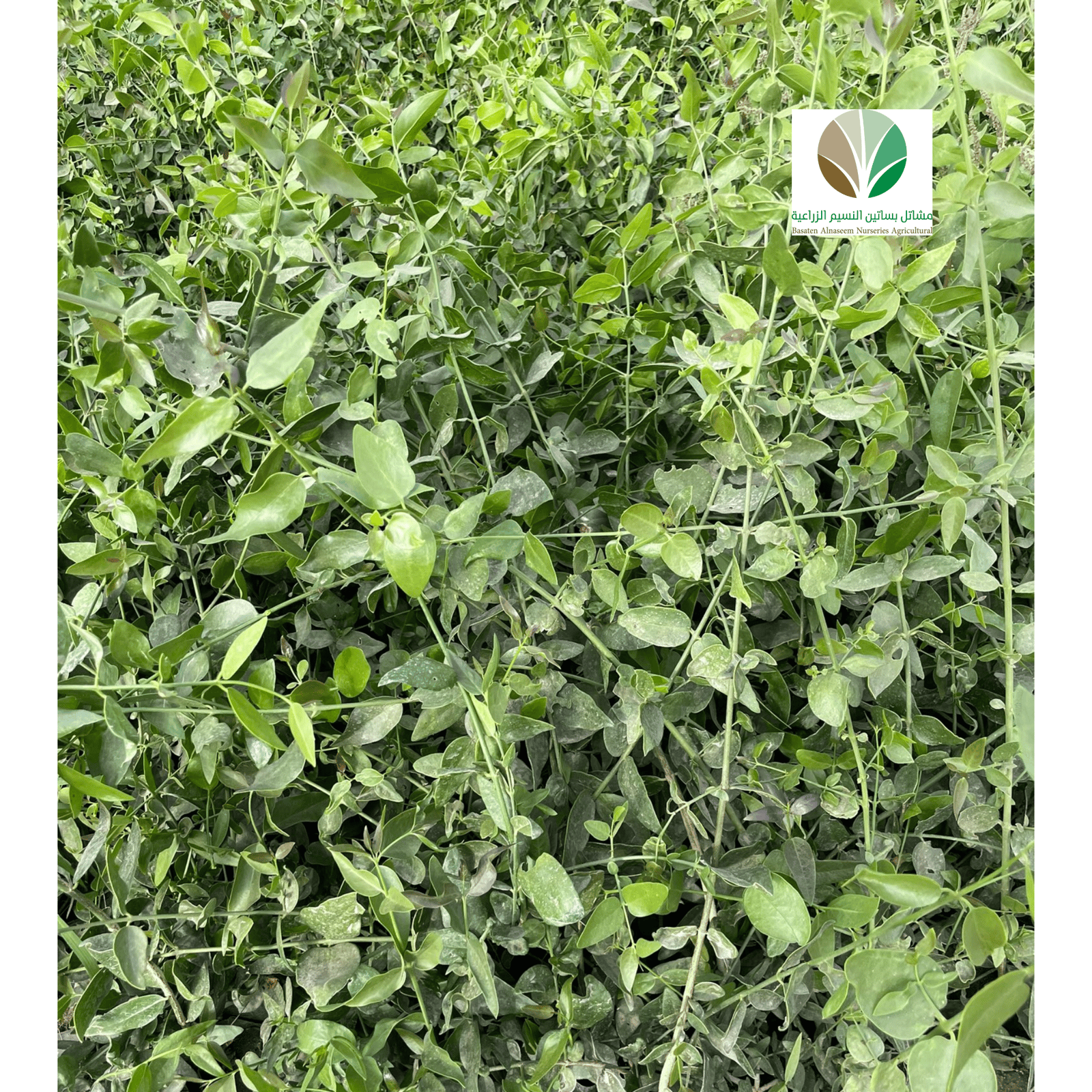 أراك - Salvadora persica | مركن 16 - صورة 1
