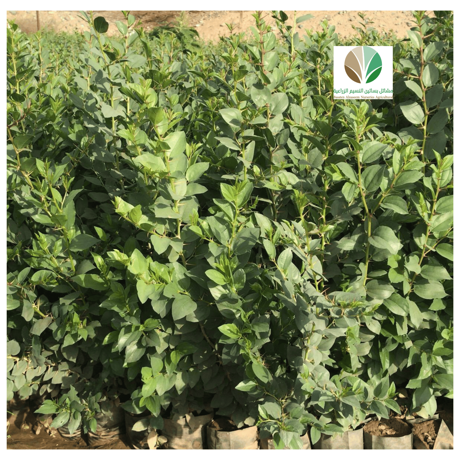 سدر بلدي - Ziziphus spina-christi - صورة 1