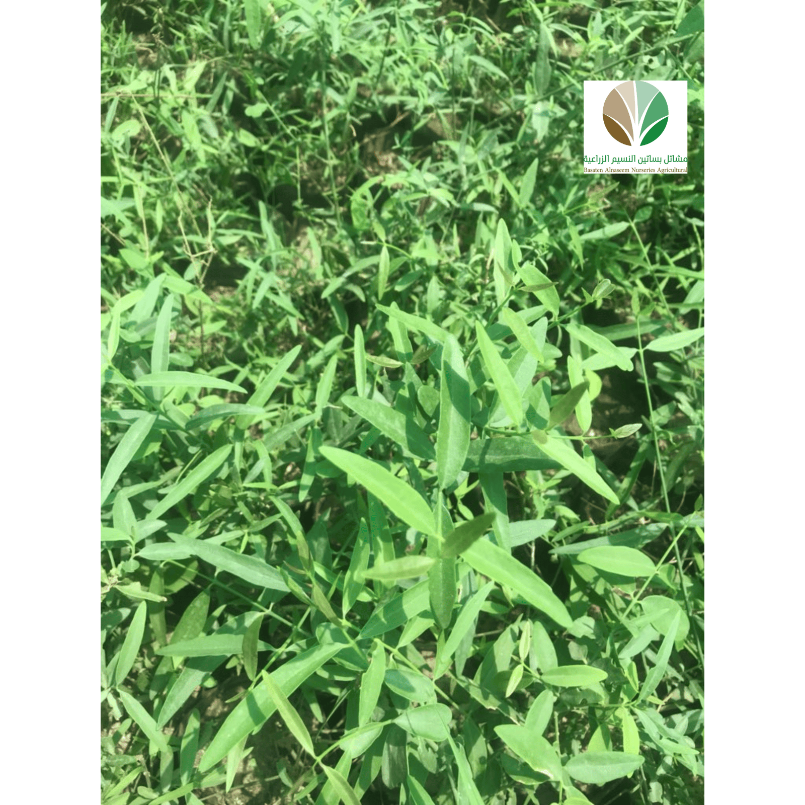 أراك - Salvadora persica&nbsp; - صورة 1