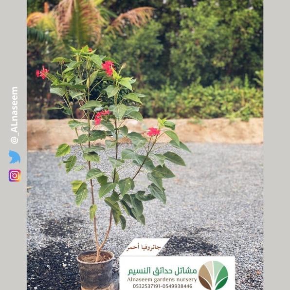 جاتروفا أحمر - صورة 1