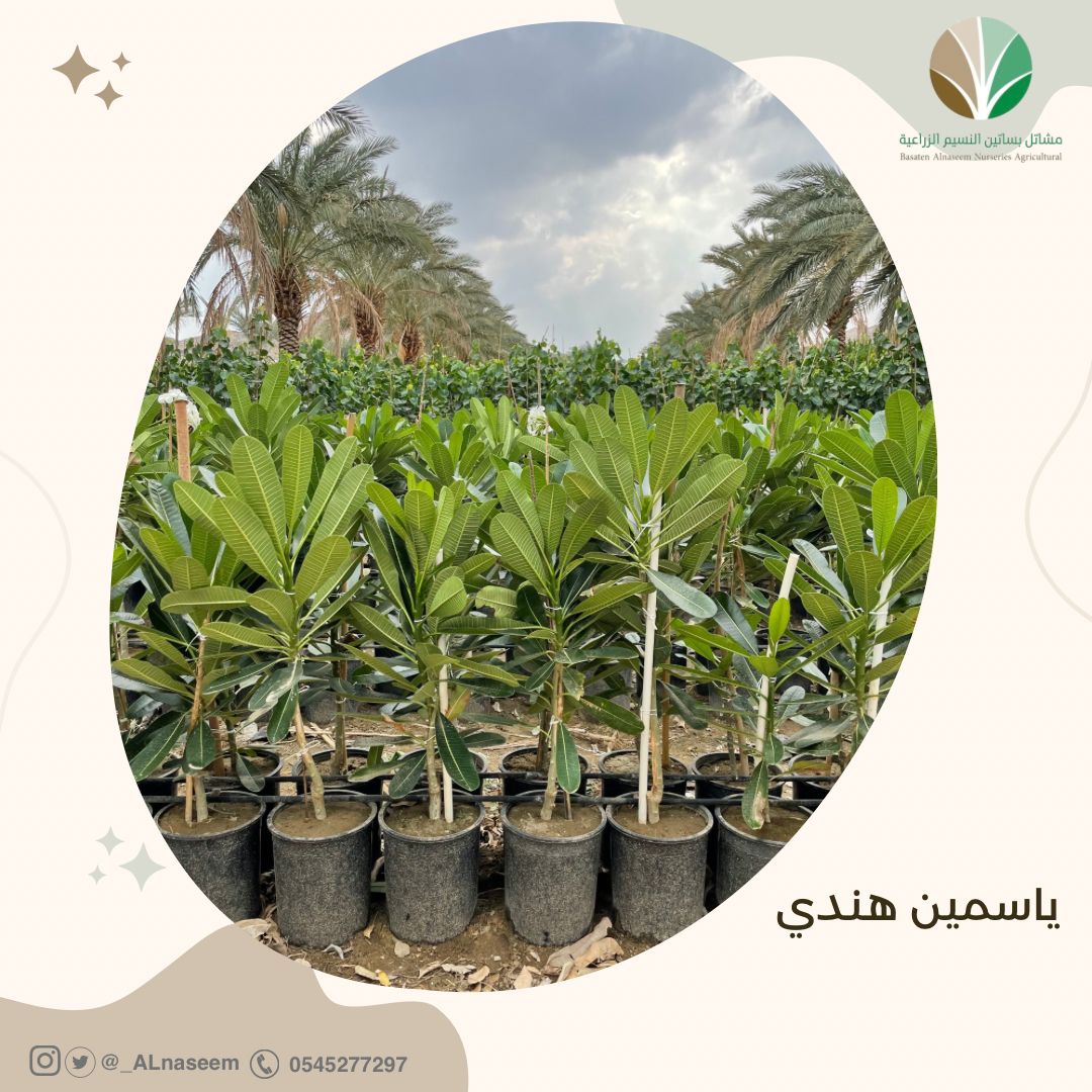 ياسمين هندي - Plumeria alba - صورة 1