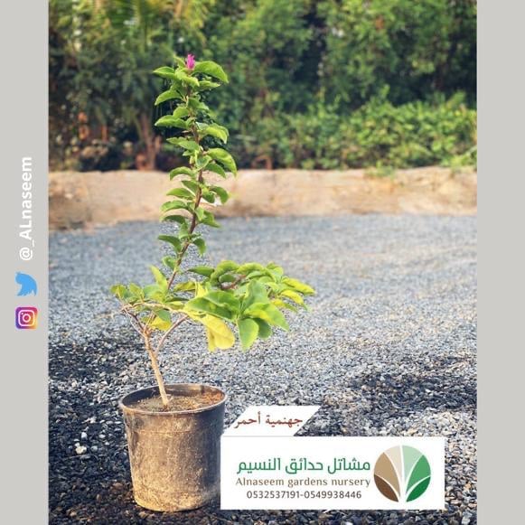 جهنمية أحمر - صورة 1
