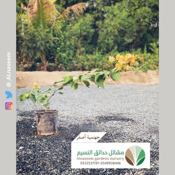 جهنمية أصفر - صورة 1