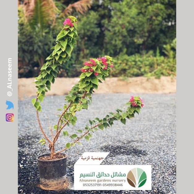 جهنمية قزمية - صورة 1