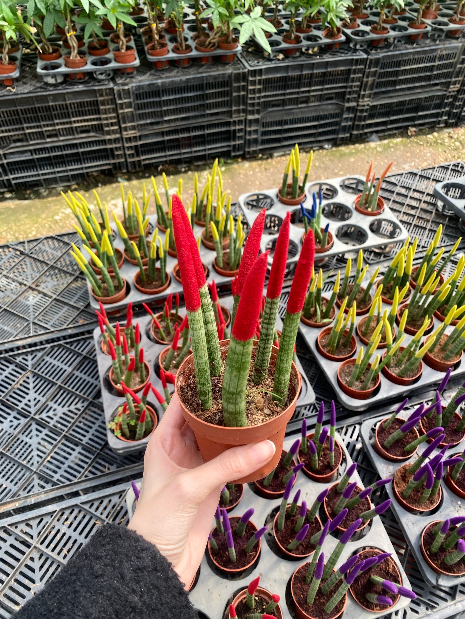 Spear Sansevieria - Image 5