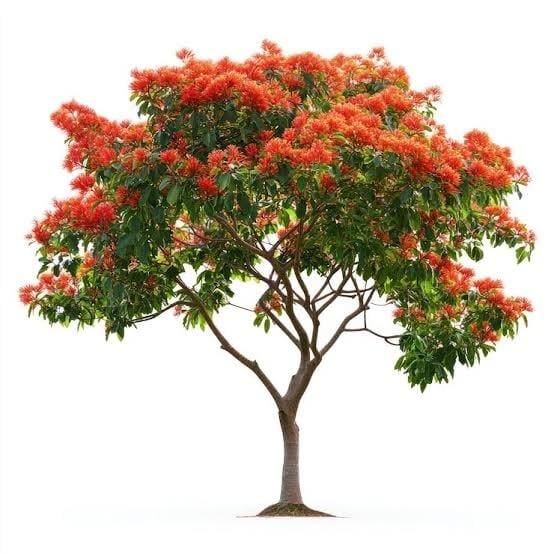 Royal Poinciana  - Image 2