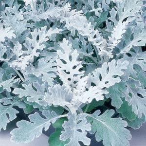 Dusty Miller - Image 3
