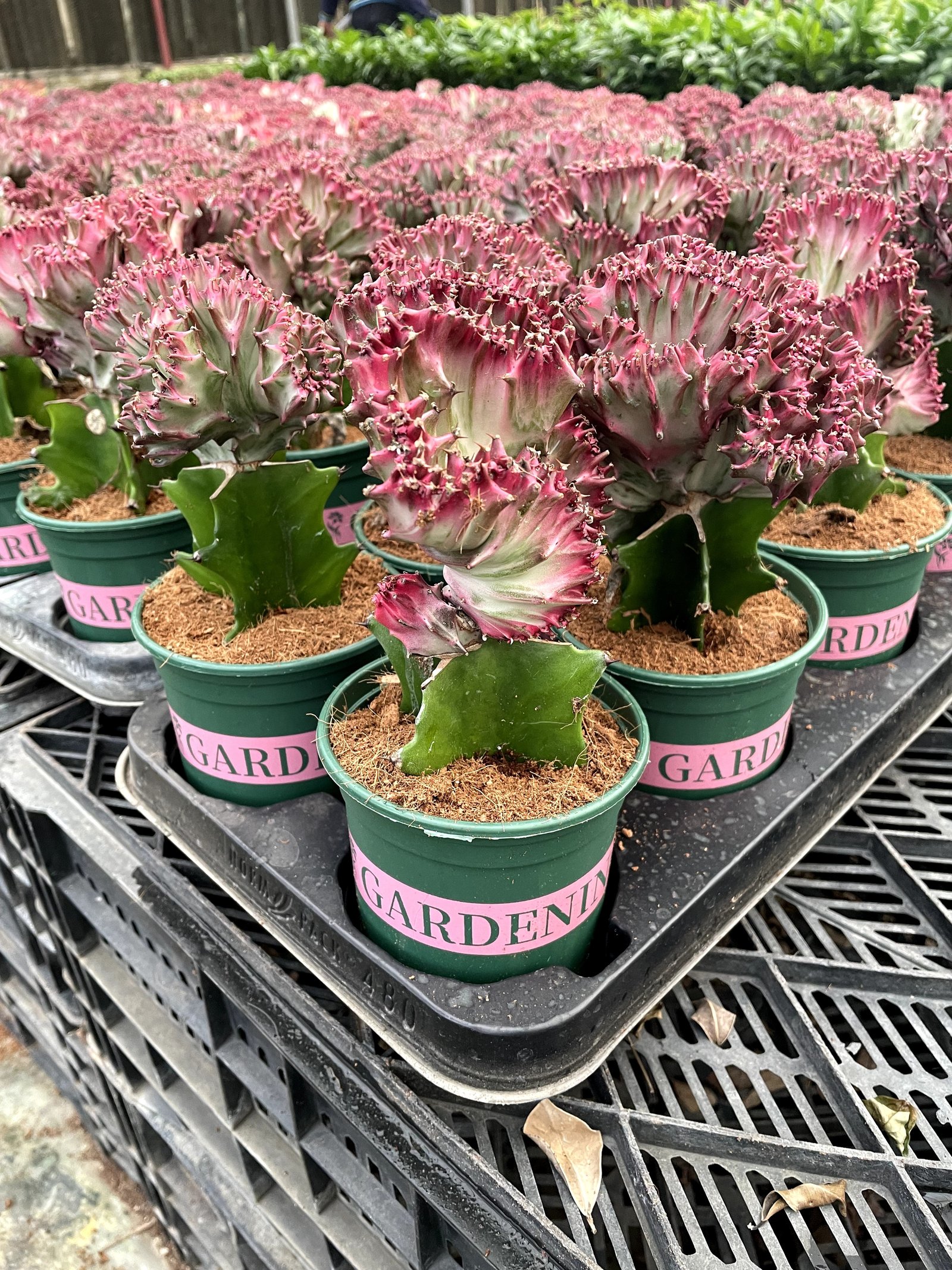 Coral Cactus - Image 6