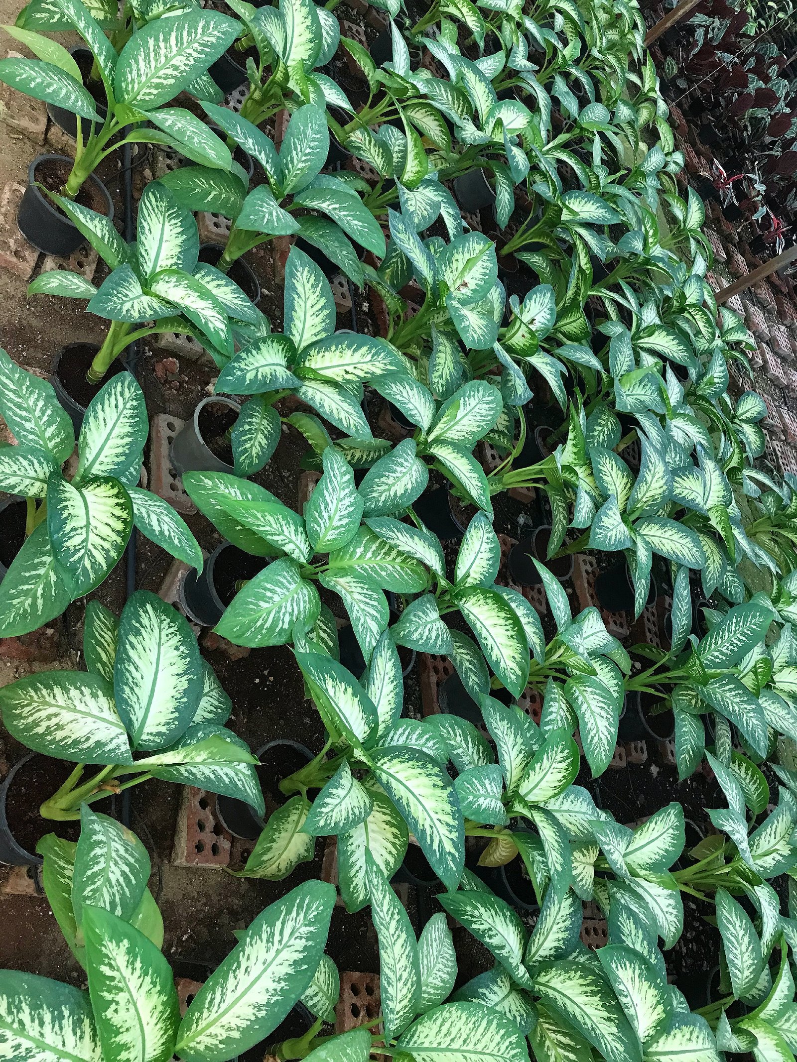 Dieffenbachia Tropic Snow - Image 7