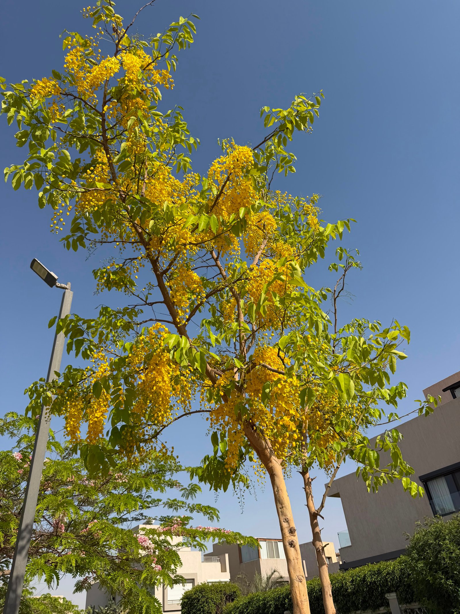  Cassia Fistula - Image 3