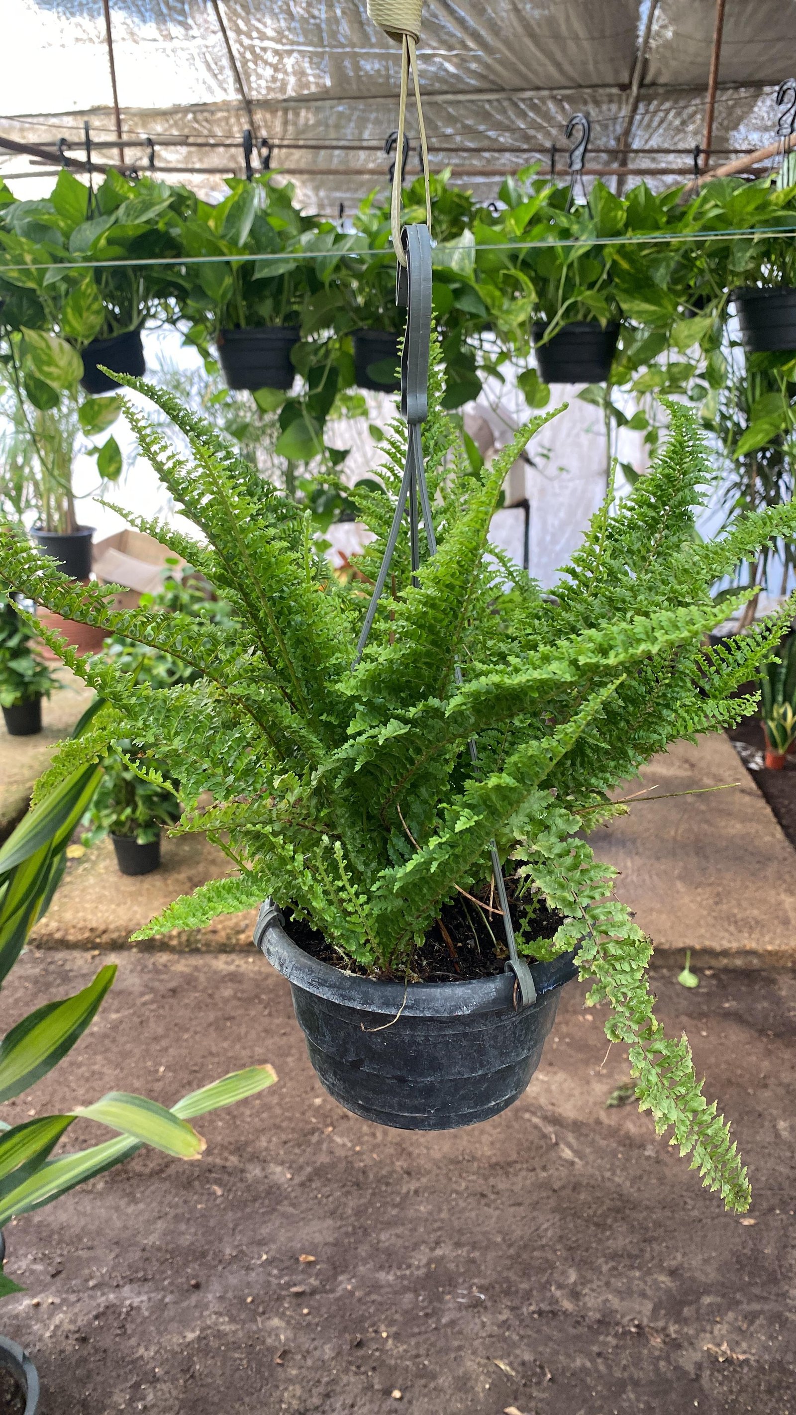 Hanging Boston Fern - Image 5