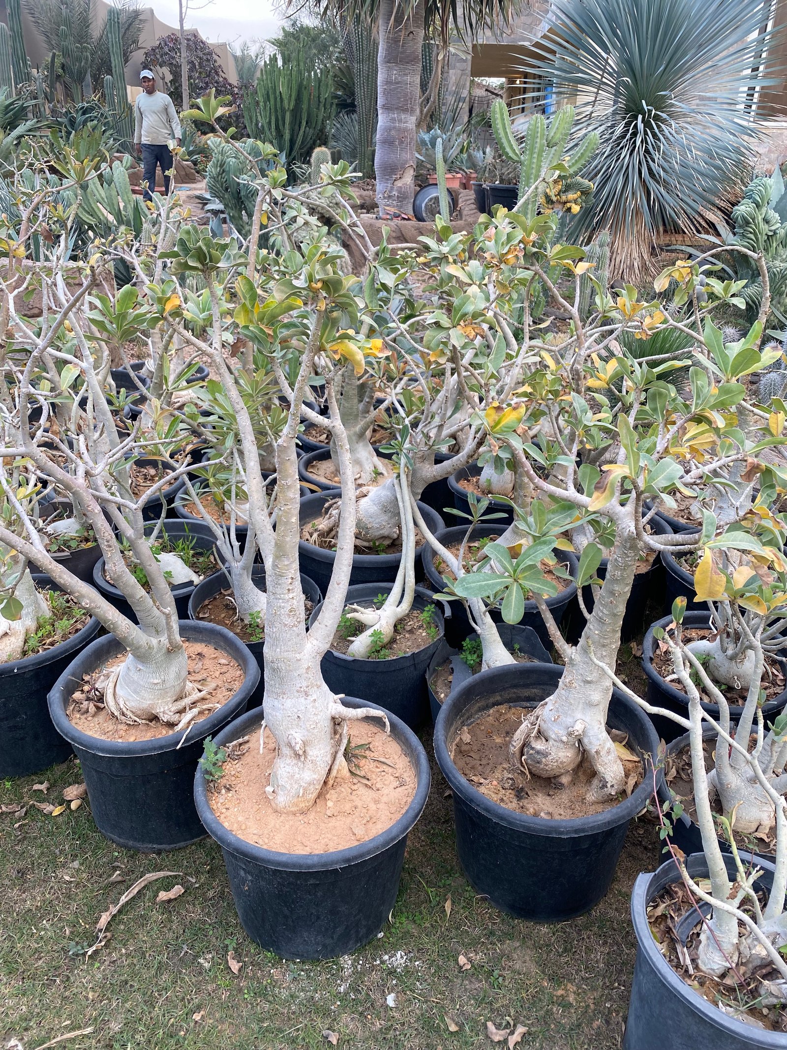 Flowery Bonsai - Image 4