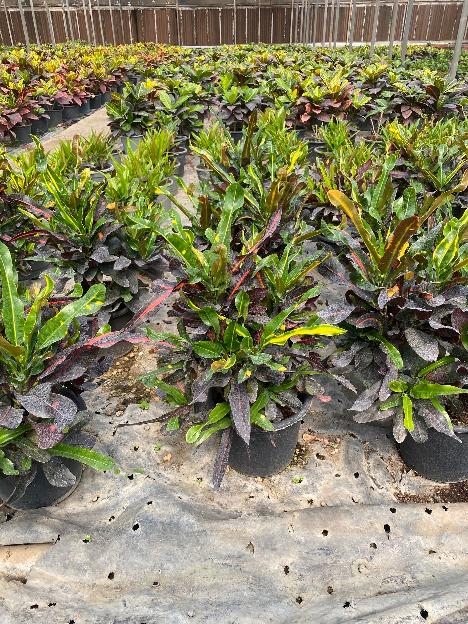 Croton Mammy - Image 4