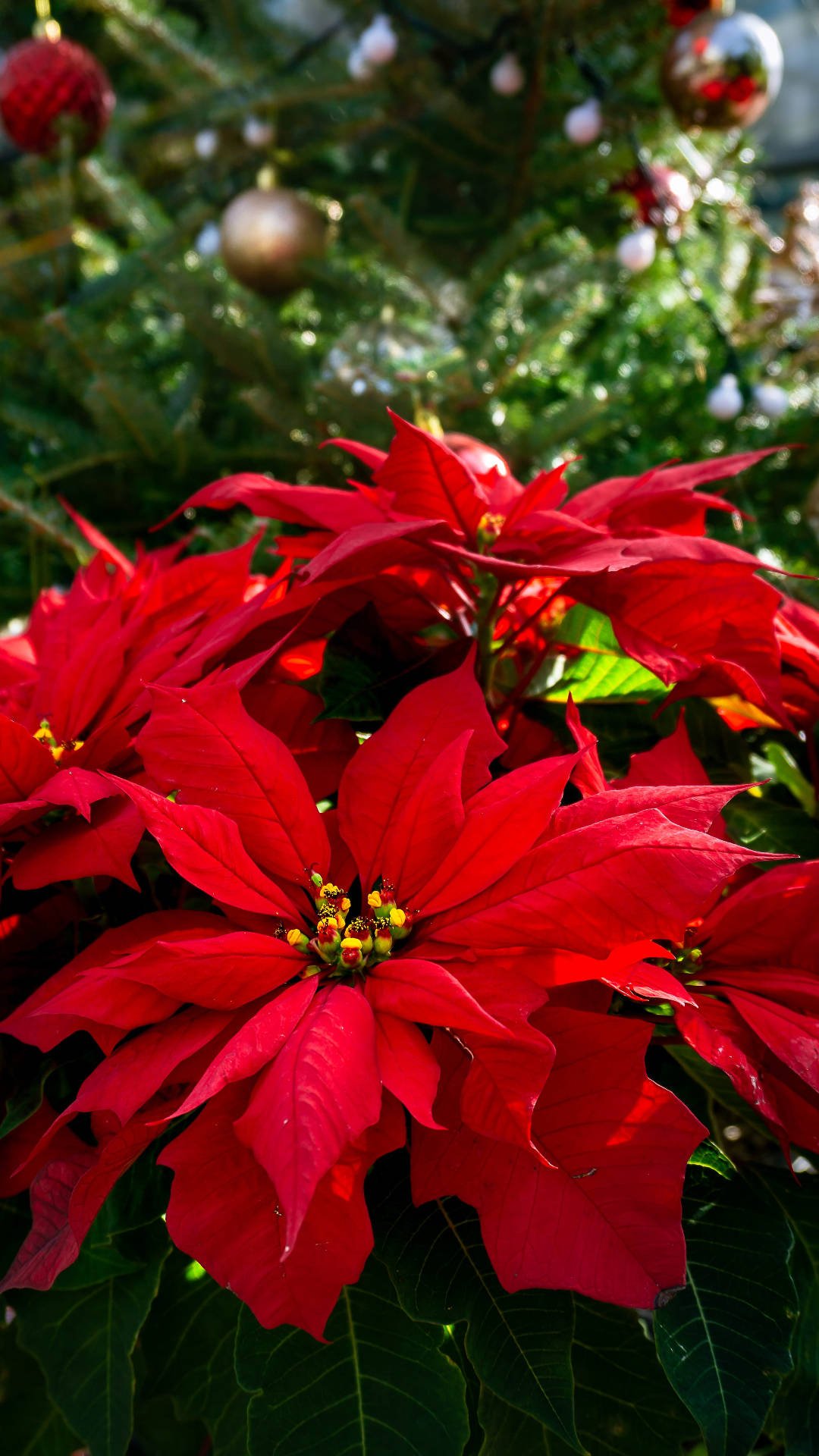 Poinsettia - Image 3
