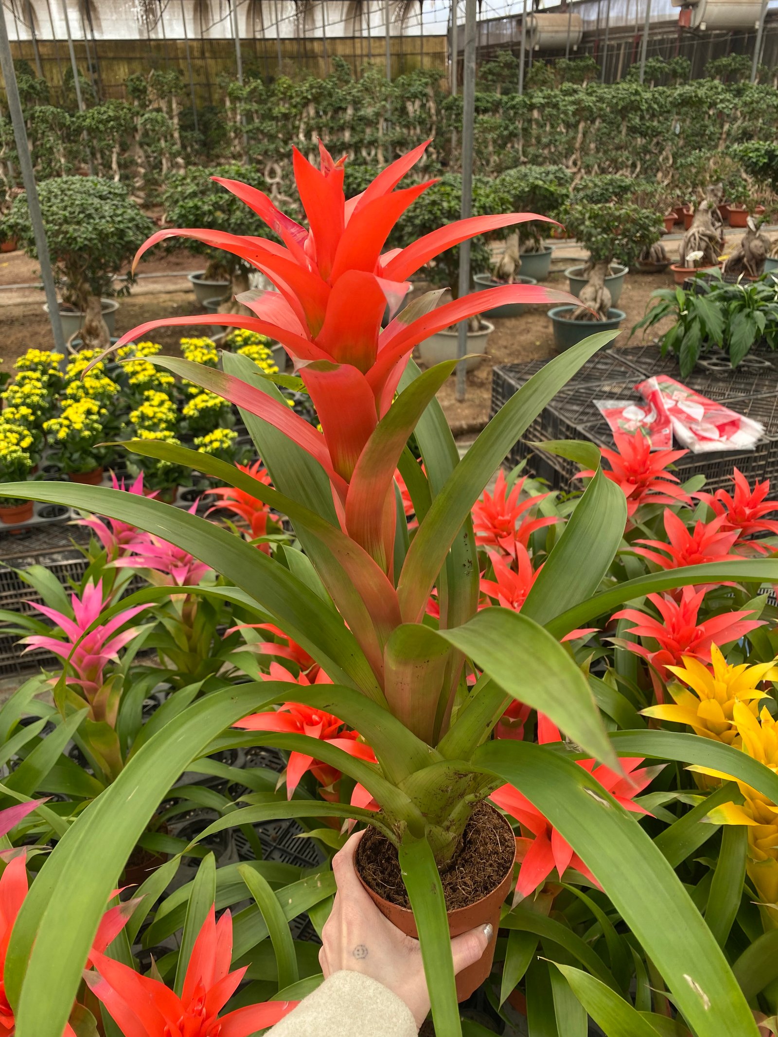 Guzmania - Image 4