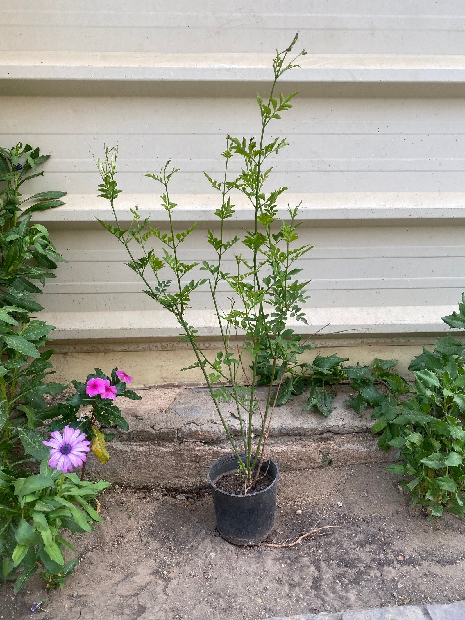 Jasmine Tree  - Image 2