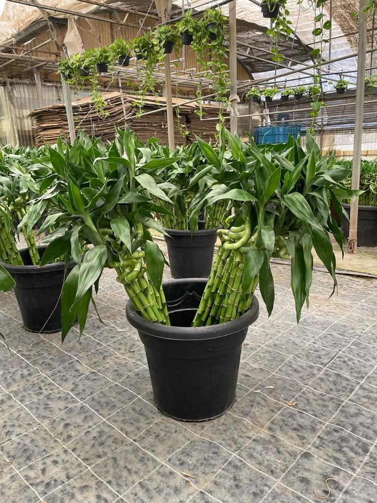 Chinese Bamboo - Image 2