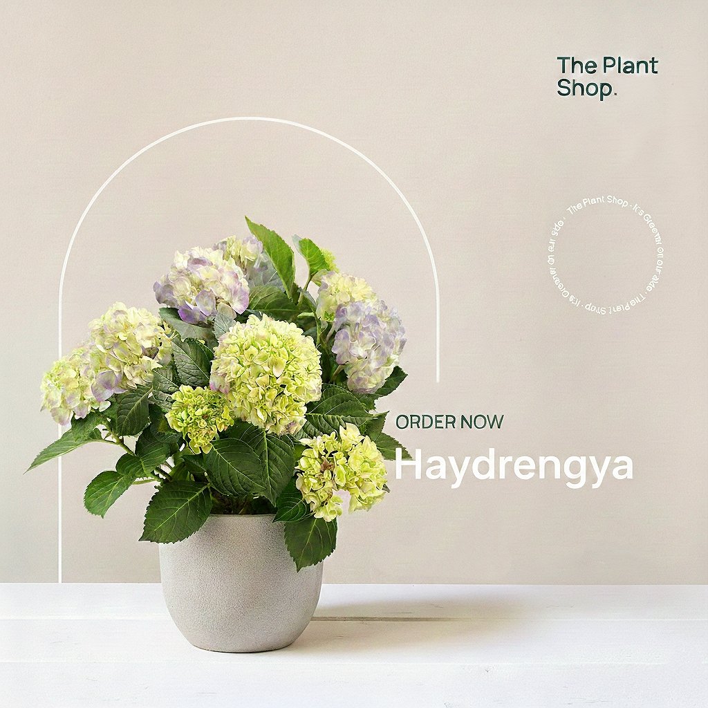 Haydrengya - Image 1