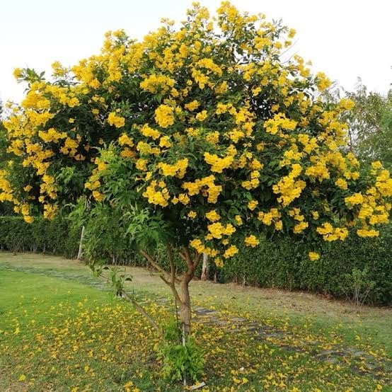 Tecoma Tree  - Image 5