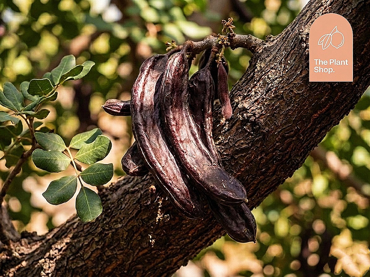 Carob Tree - Image 1