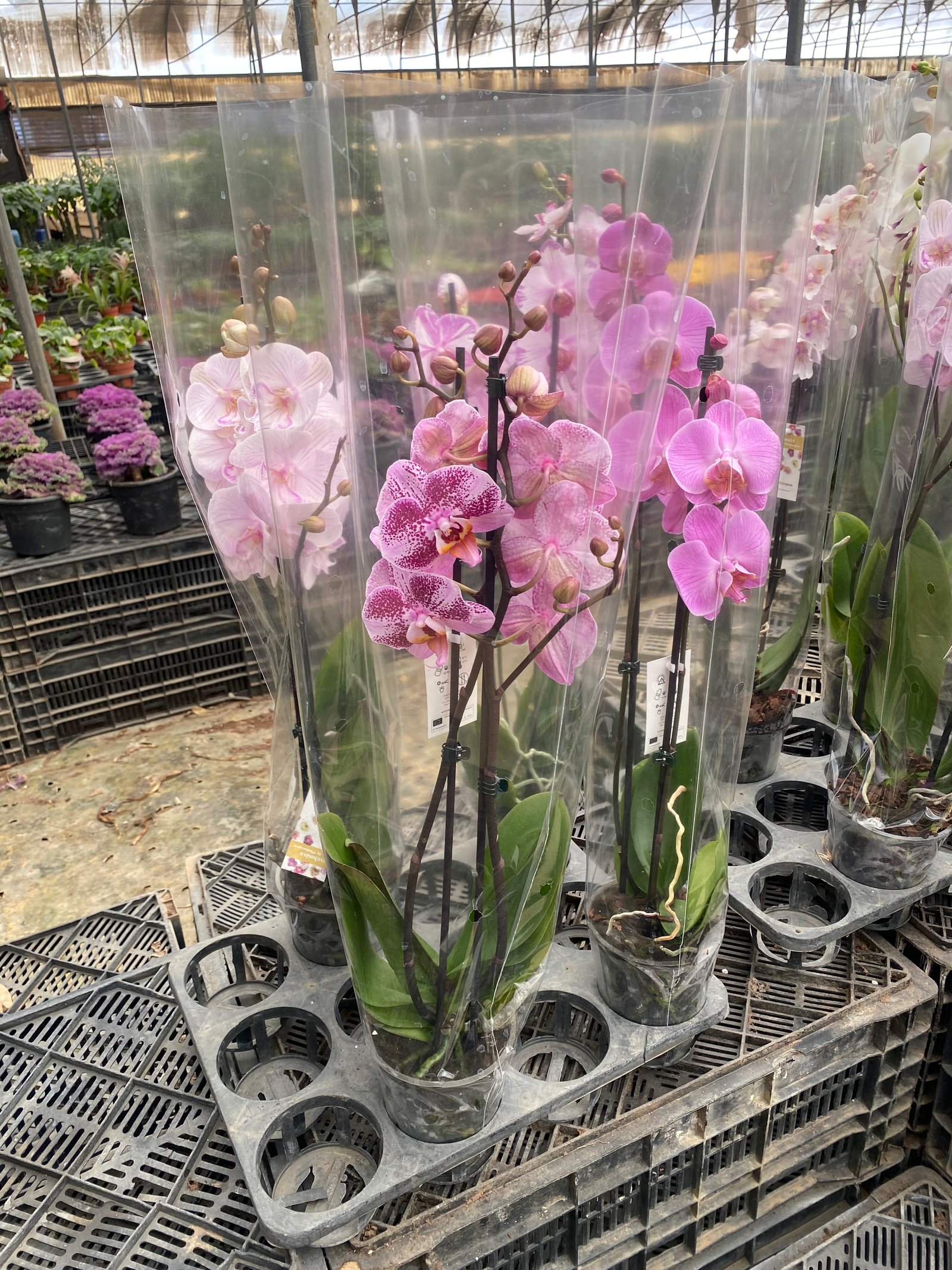 Royal Orchids - Image 15