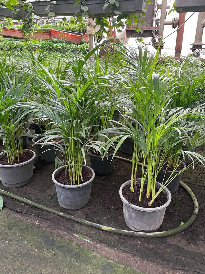 Yellow Areca Palm - Image 5
