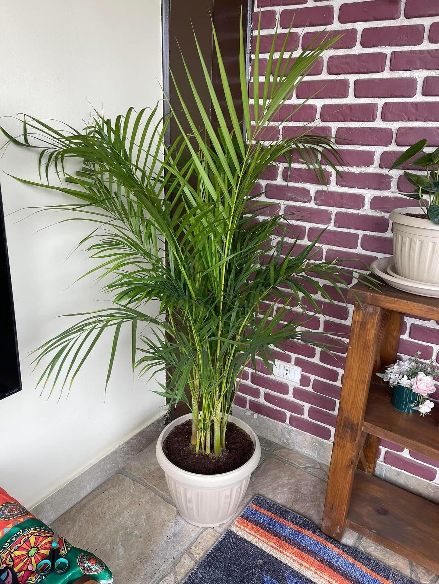 Yellow Areca Palm - Image 2