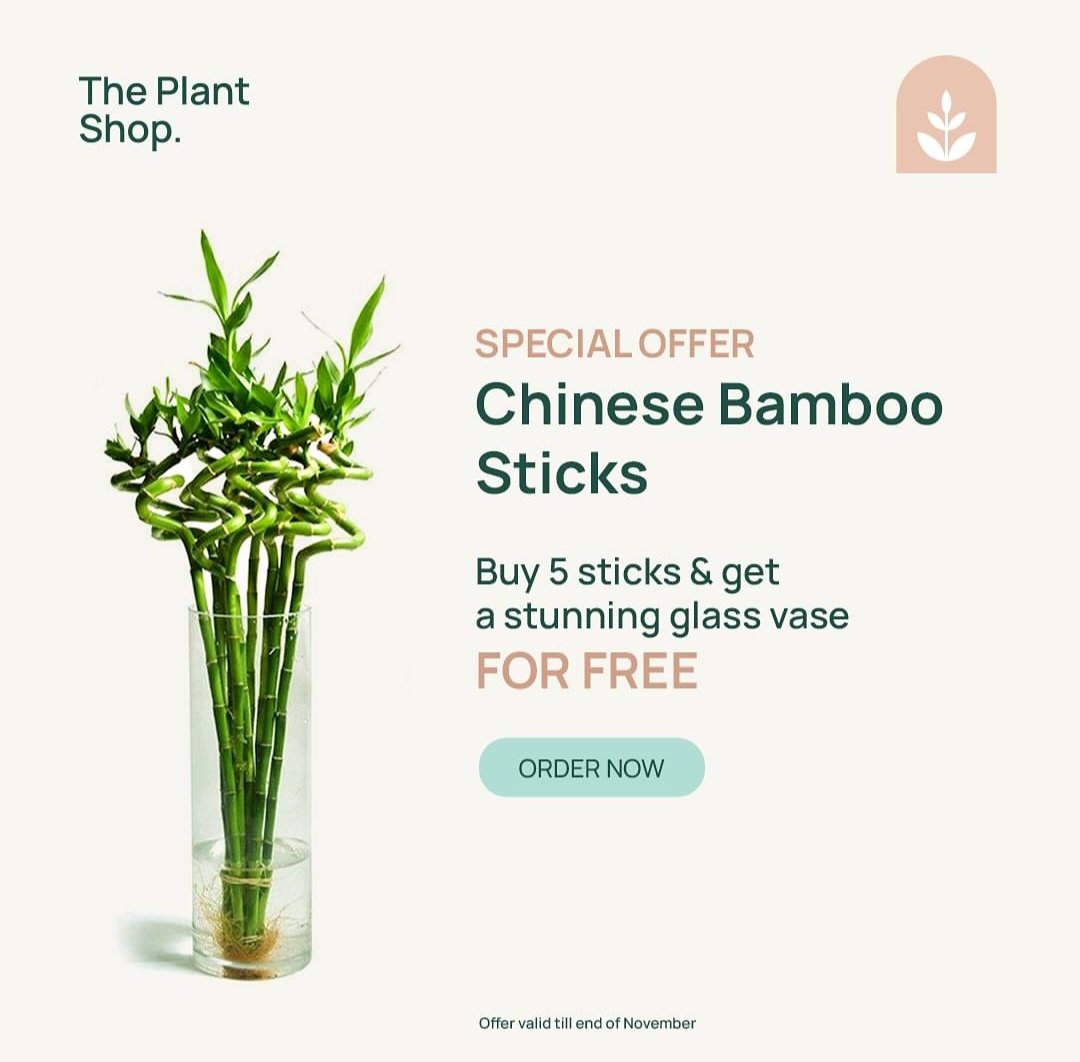 ( Chinese Bamboo (Special Offer  - Image 1