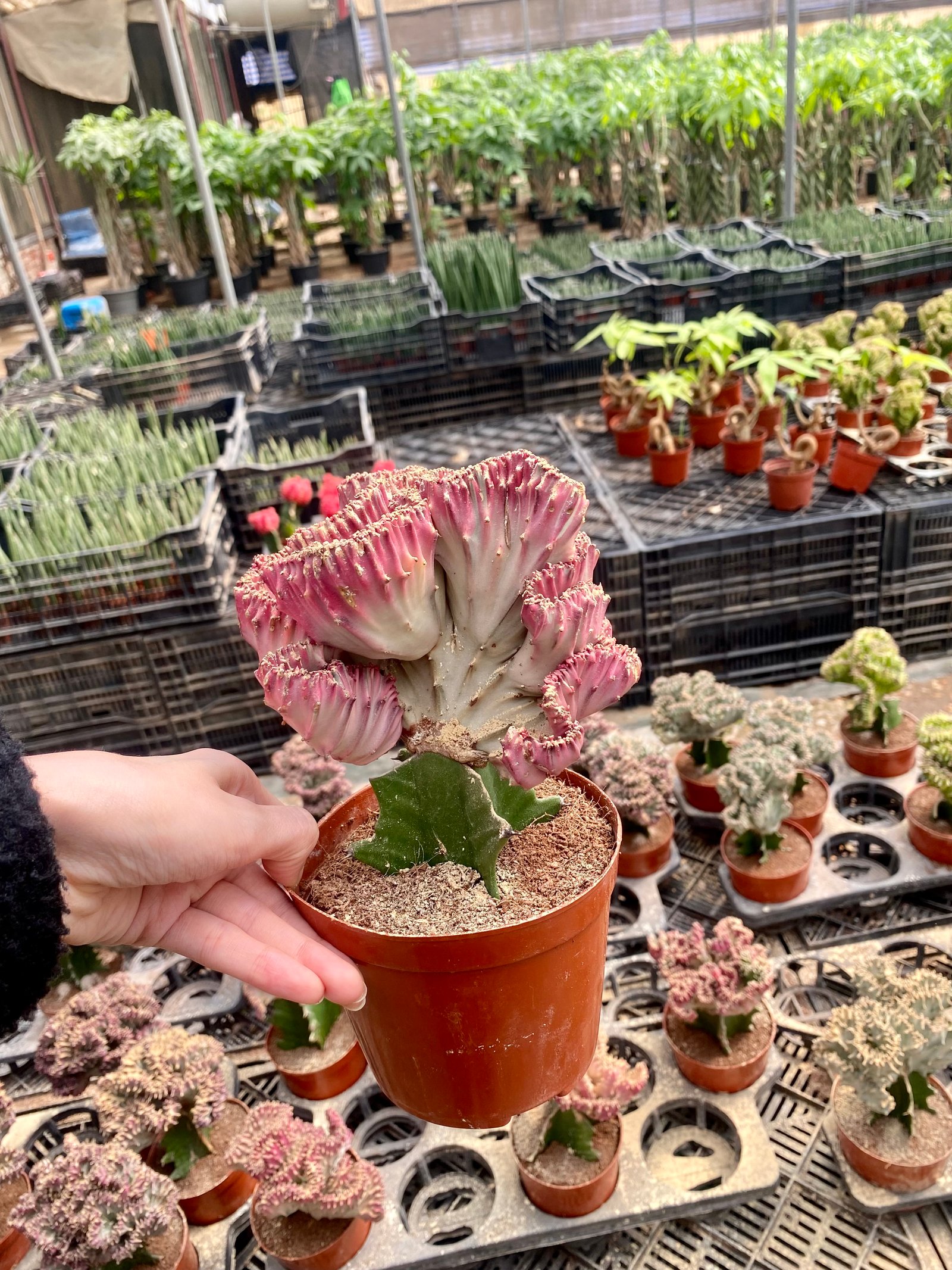 Coral Cactus - Image 2
