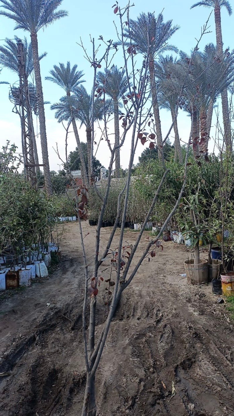 Red Plum Tree - Image 2