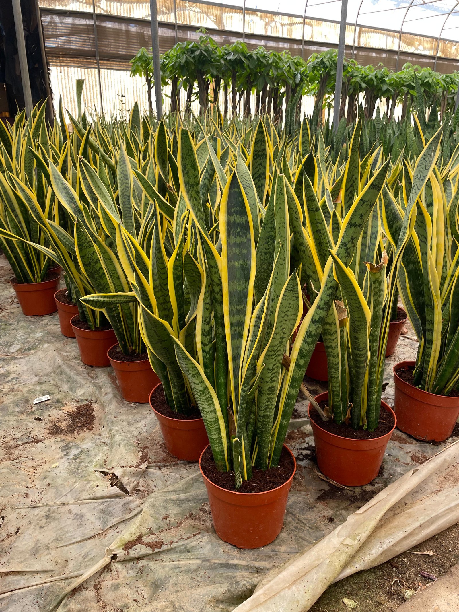 Snake Plant - Image 6