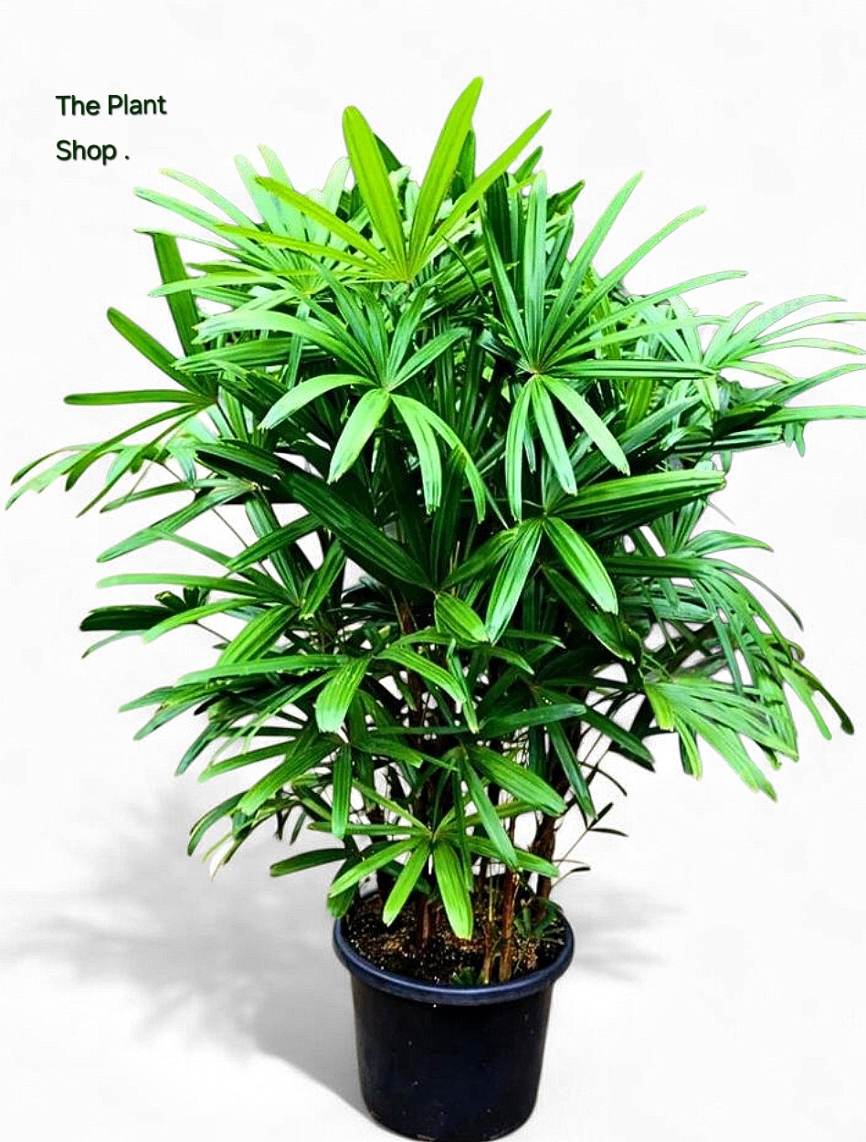 Rhapis 