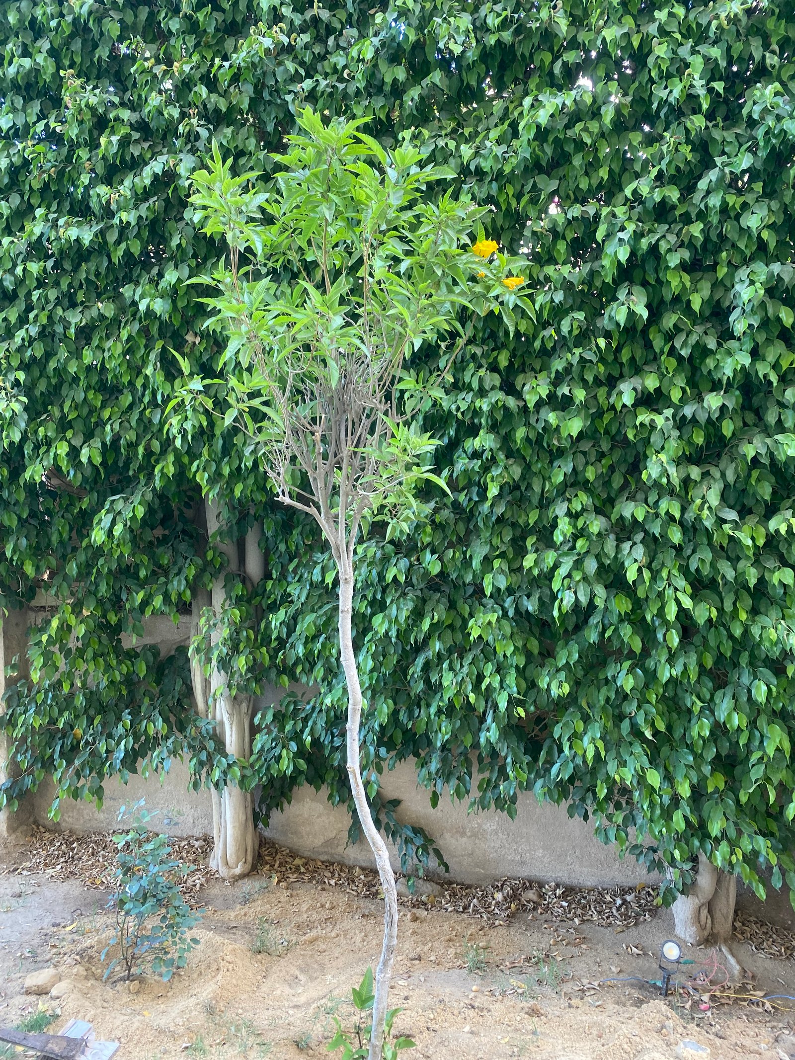 Tecoma Tree  - Image 4