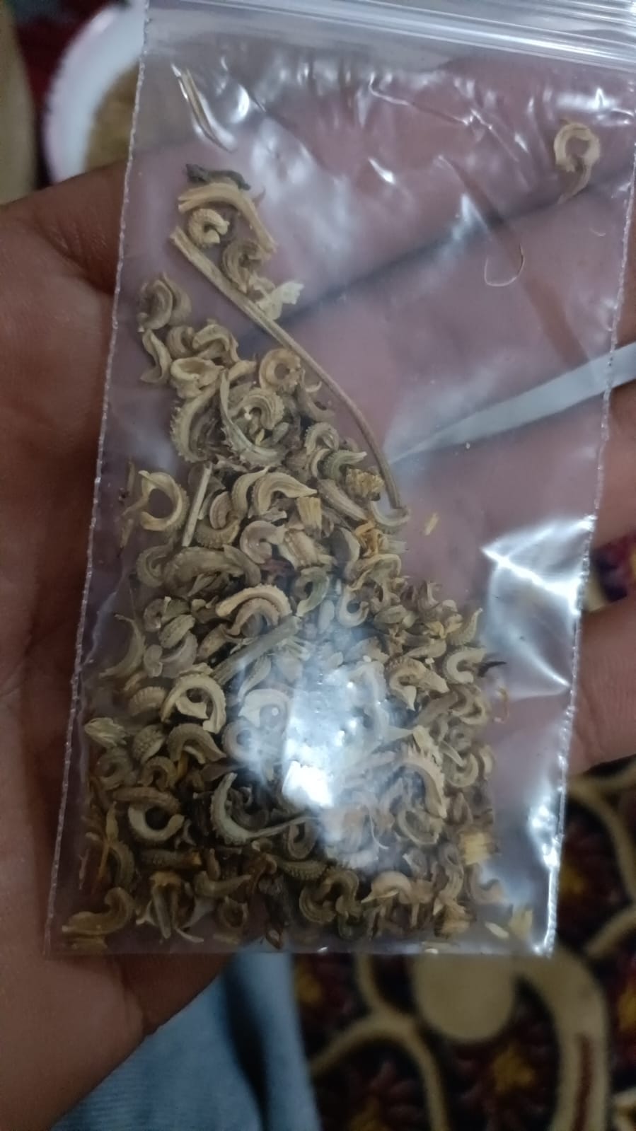 Katifa seeds - Image 2